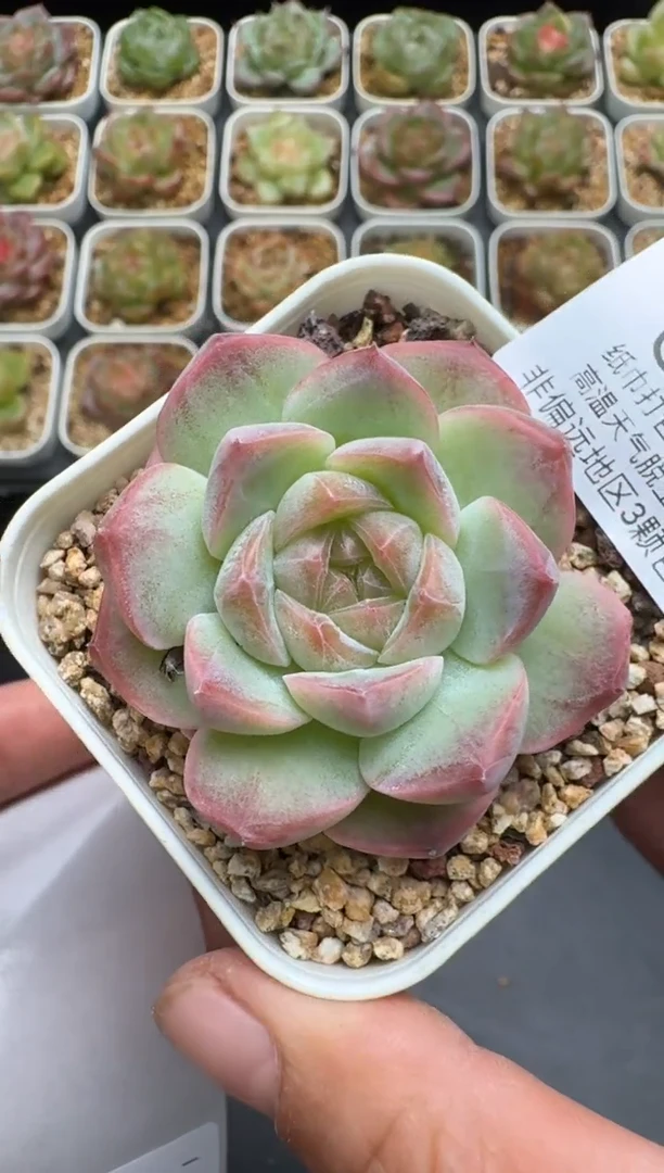 137G云禹多肉植物 脱土纸巾打包 3颗包邮