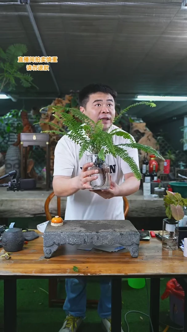 当前无花栽培后可以开花肾蕨018T