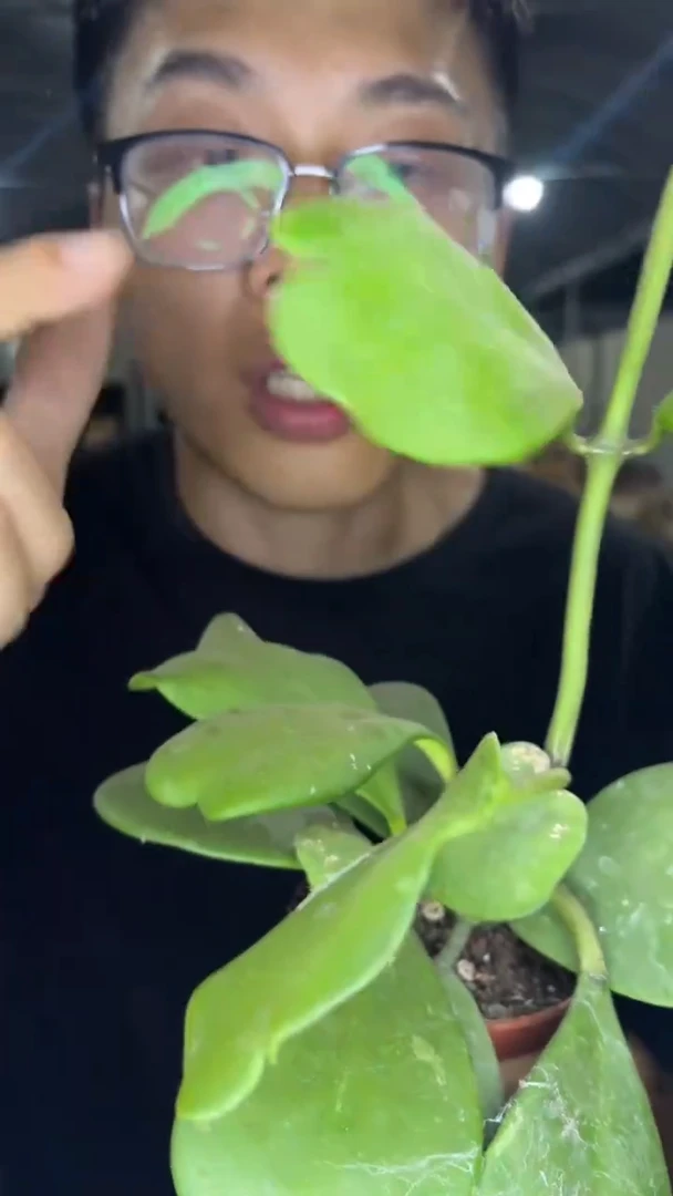 心叶球兰【带根】8个叶片起发