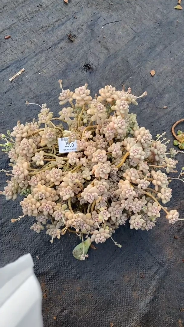 【闪购商品】2503姬秋丽