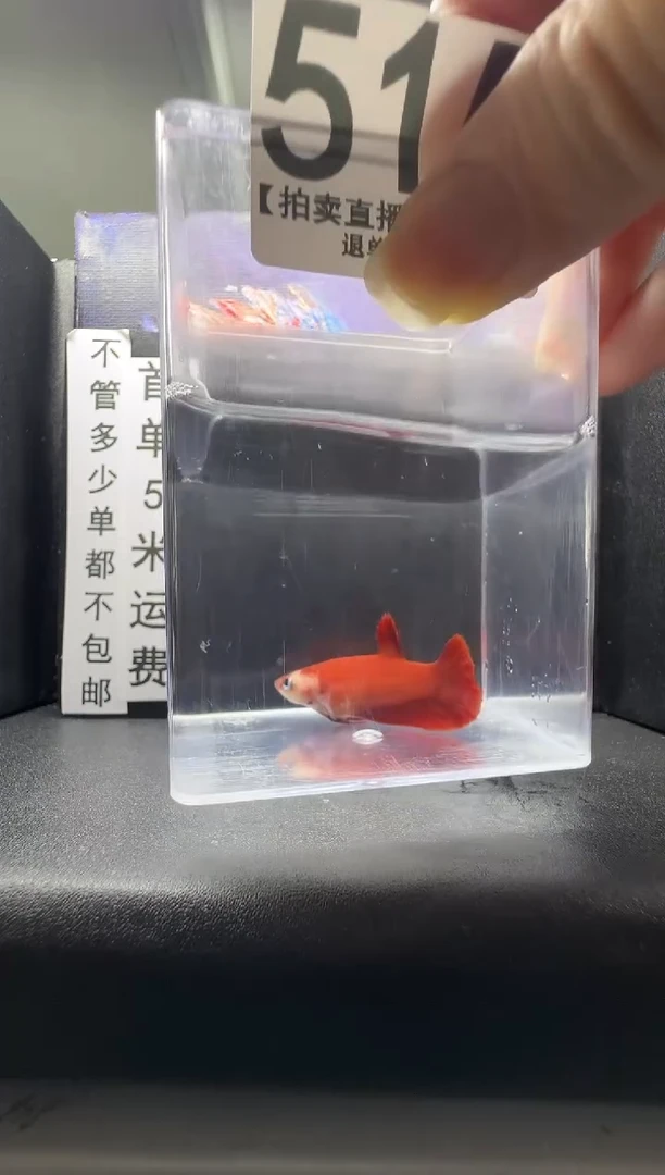 斗鱼母鱼编号：515