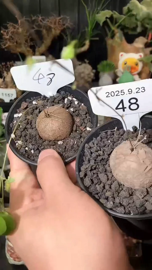 48号923福利南非龟甲龙买1个送1个