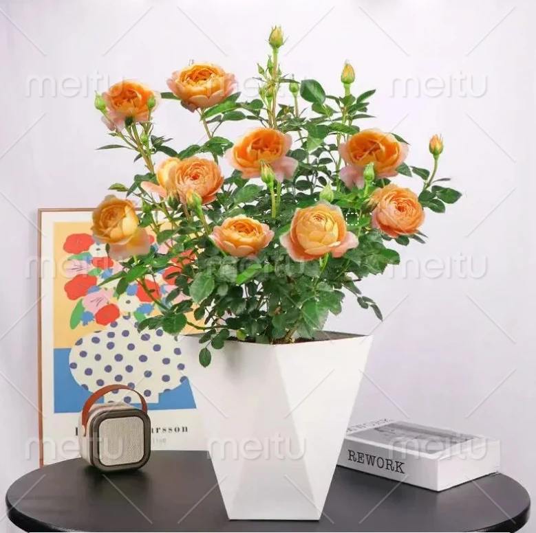 【带花苞发货】果汁阳台带花苞月季盆栽苗四季开花好养易活庭院绿植