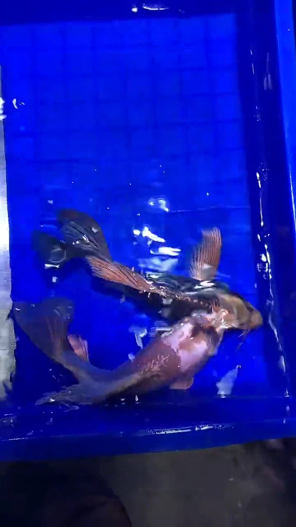 蝴蝶鲤鱼蝴蝶鲤直播选鱼专用链接 凭开箱视频售后