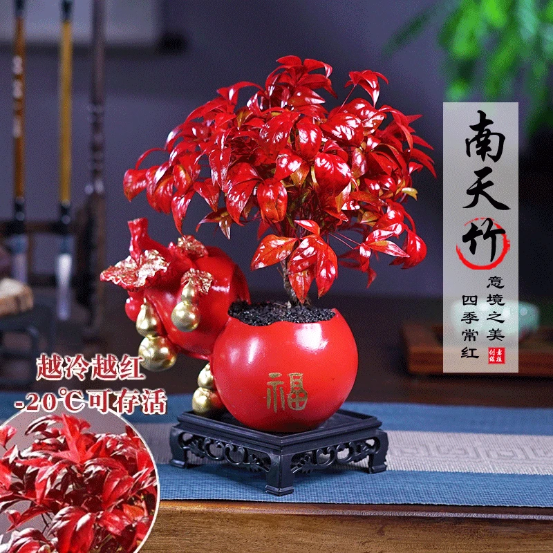 【越冷越红】火焰南天竹客厅绿植桌面盆栽好养易活禅意创意盆景