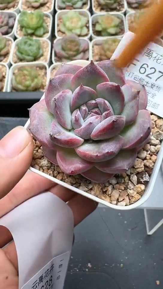 627F云禹多肉植物 默认脱土纸巾打包 3颗包邮