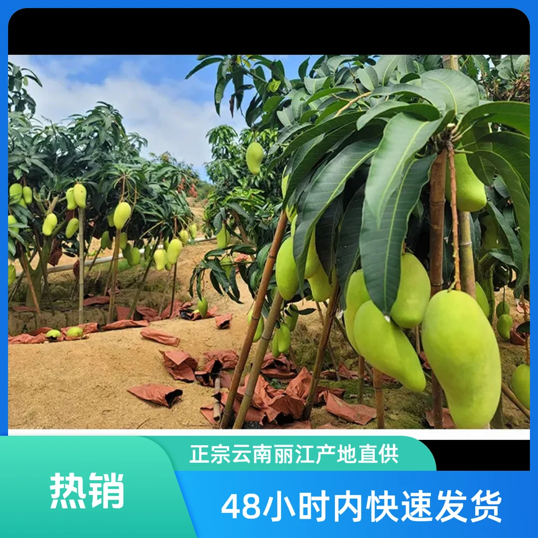 正宗云南丽江华坪金煌芒果核薄肉厚爆甜无丝新鲜应季水果