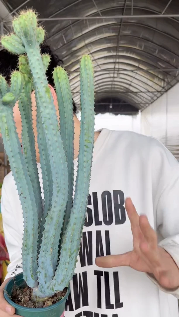 【闪购商品】多头 泰隆木