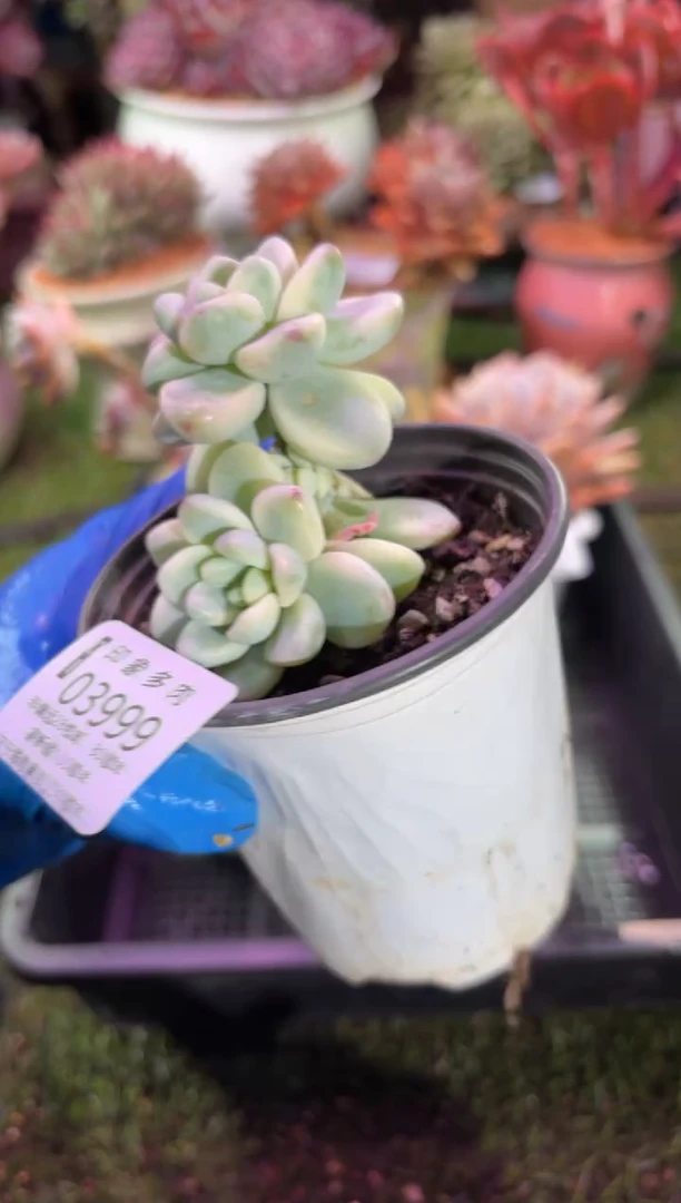 【闪购商品】03999