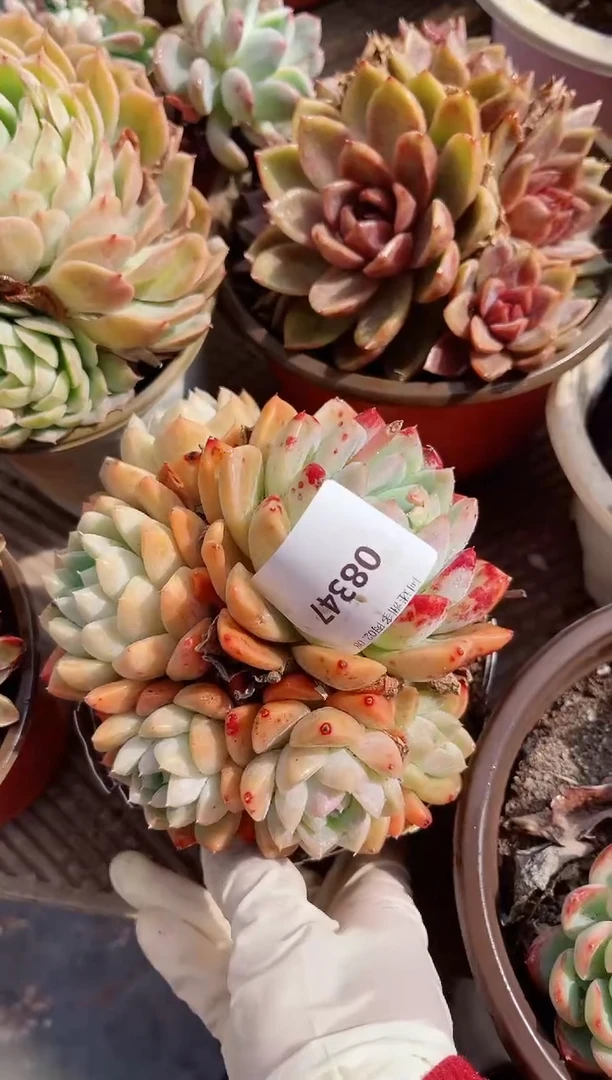 【闪购商品】08347