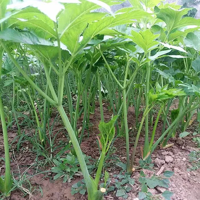 强精草还阳草长寿菜神仙草盆栽连盆带土四季可种阳台庭院种植