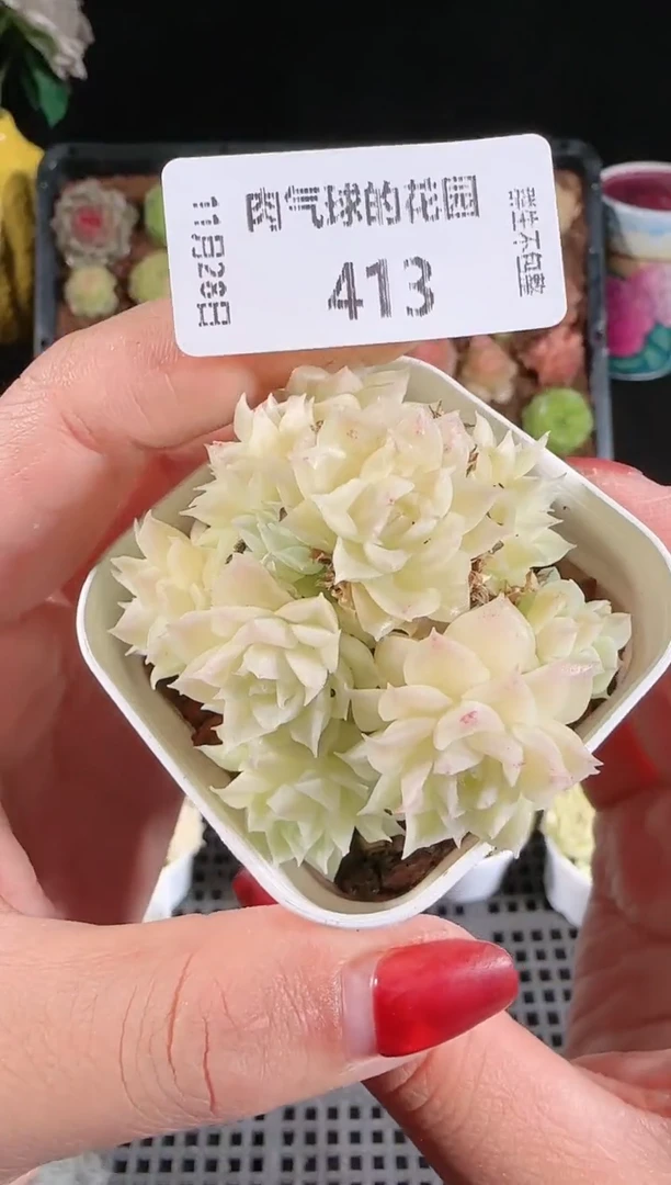 多肉1128-413群生不包整