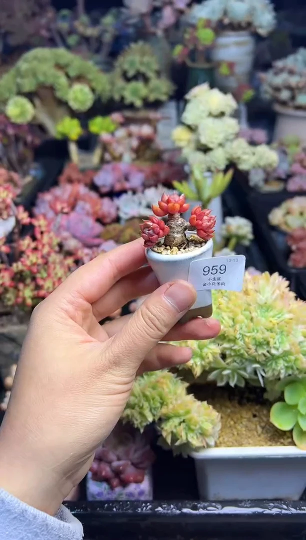 姜***喵960             花盆