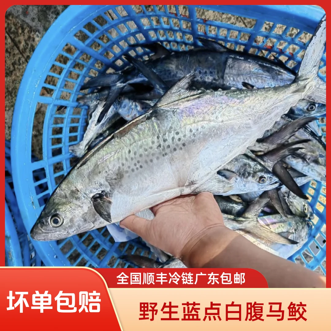 汕尾本港野生蓝点白腹马鲛鱼