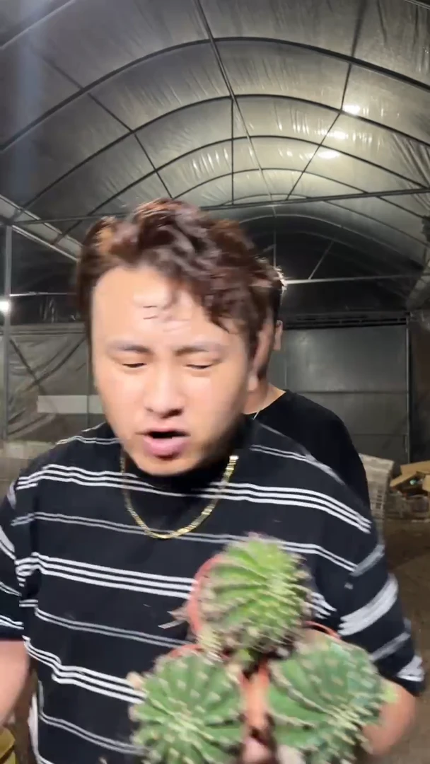 3颗 实生根 席克氏彩草 7-10cm