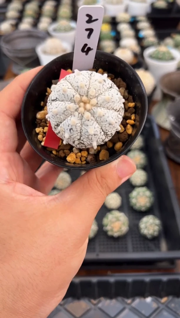 实生根星兜仙人球编码274