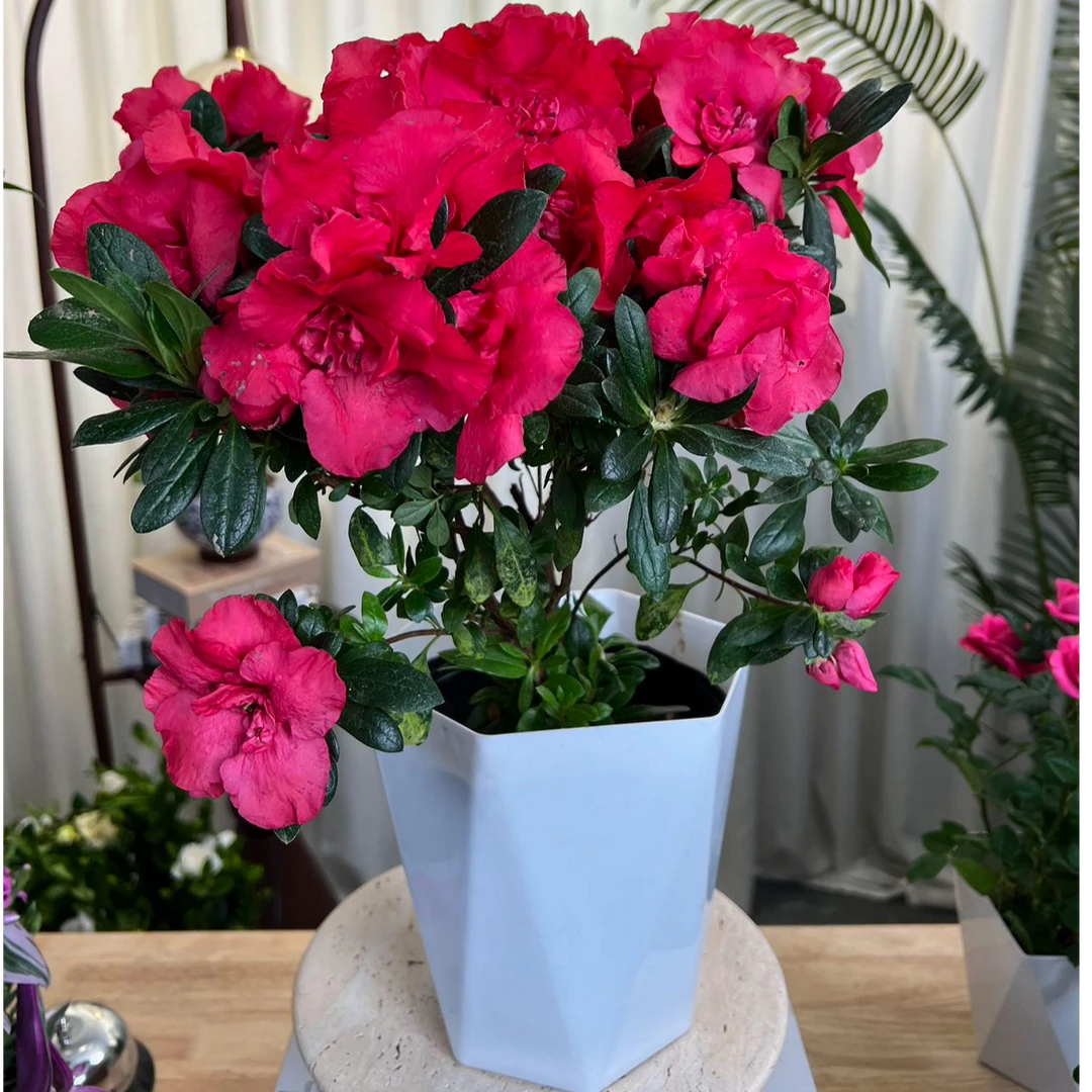 【新疆包邮】国旗红杜鹃花双色杜鹃花老桩盆栽