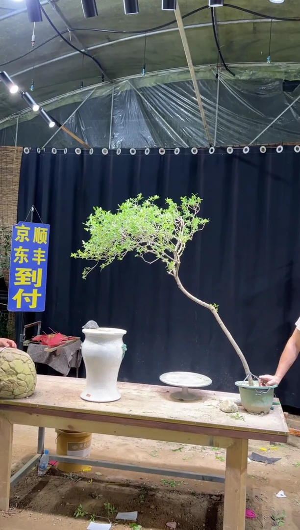 完全开放小*匠 海岛栀子花