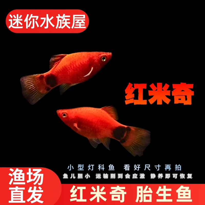 精品红米奇小型鱼活体观赏鱼玛丽鱼小鱼胎生鱼热带鱼鱼苗好养耐活