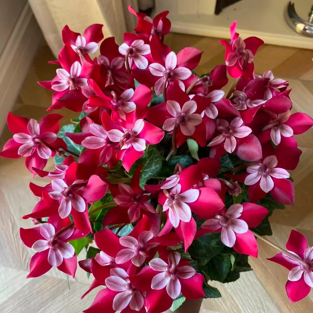 【迷你仙客来】客厅阳台花色丰富开花能手花期长好养庭院兔耳花