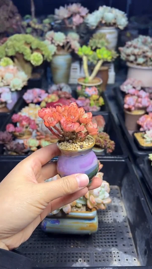 小**?811           不带盆