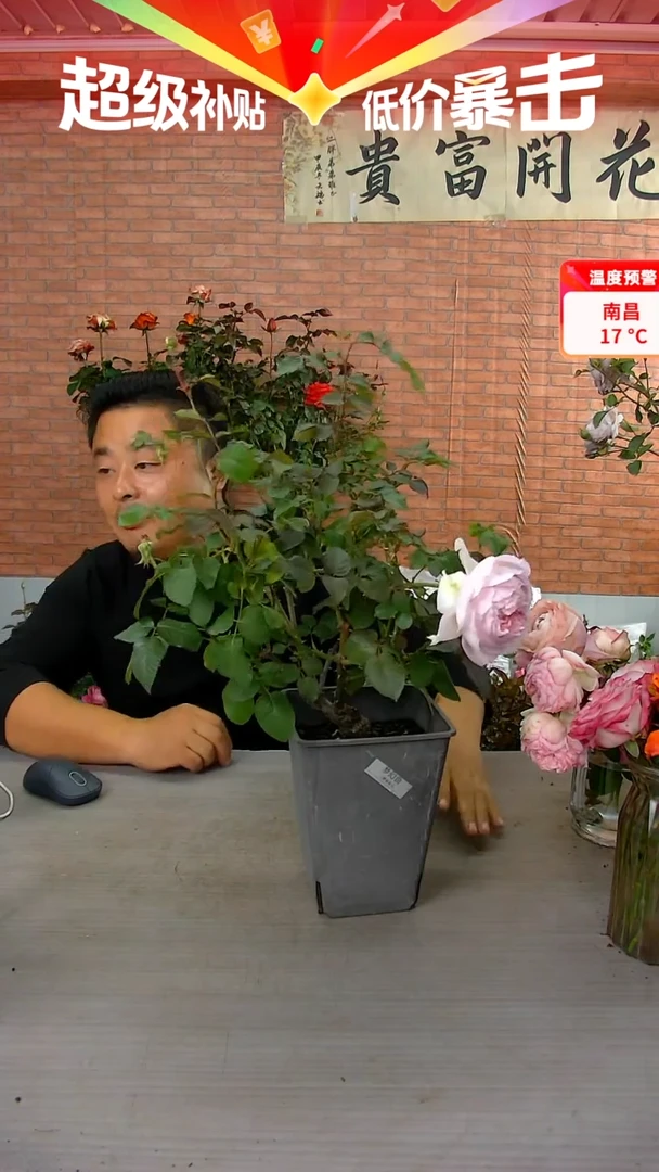 当前无花朵，栽培后可花朵梦幻曲