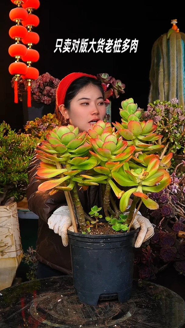 【闪购商品】到手40cm高度红梅30号