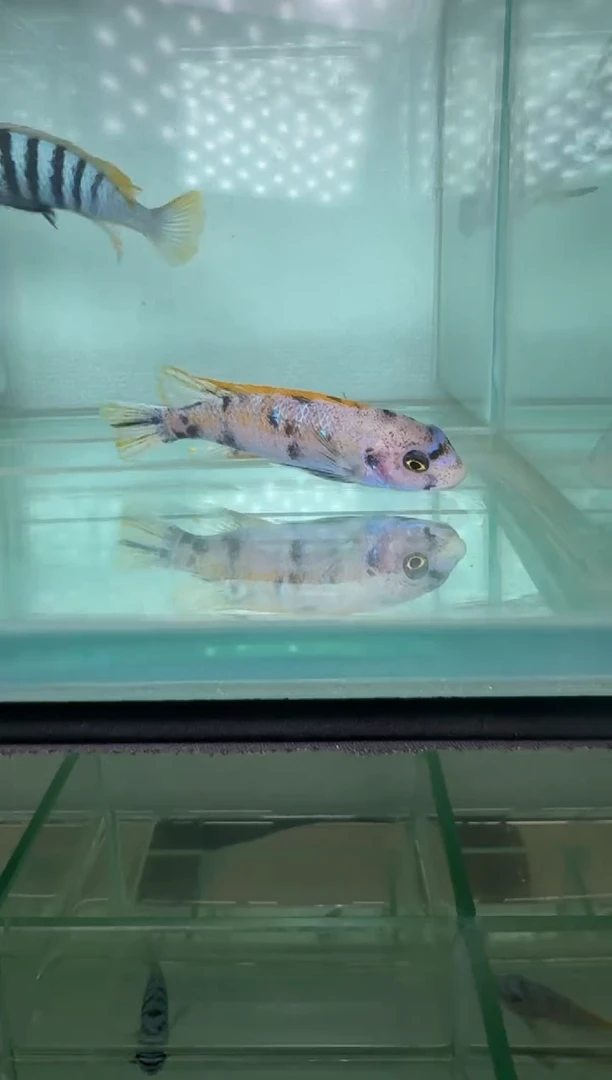 慈鲷鱼松比西o公
