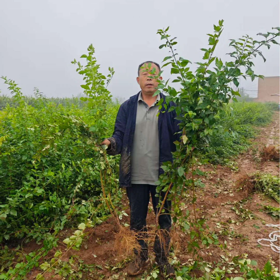 大果连翘苗 连翘苗 连翘树苗 连翘种苗 园艺连翘苗 连翘苗批发