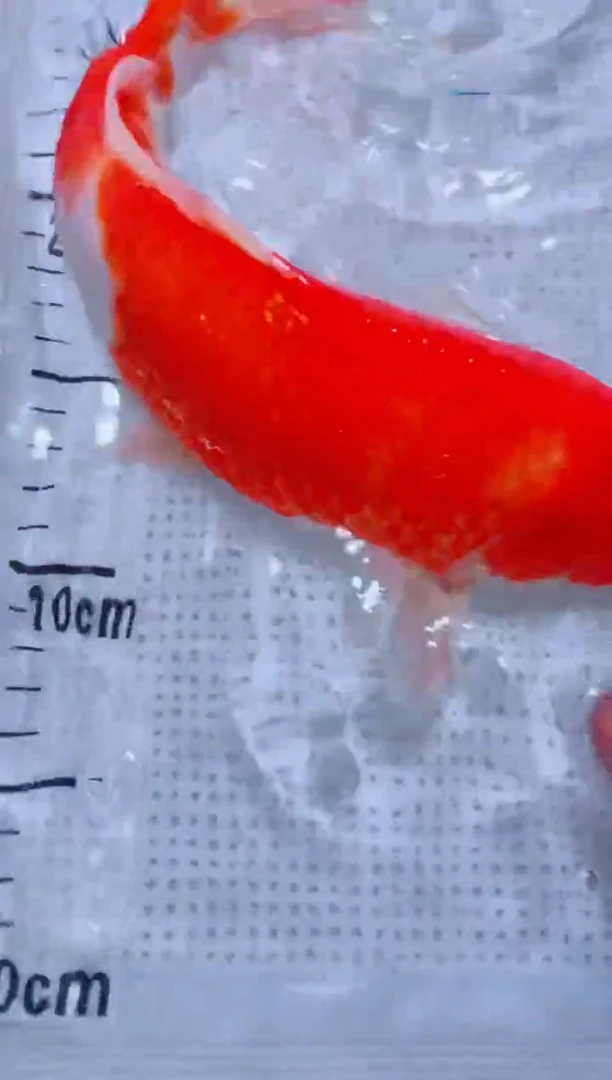 锦鲤血统锦鲤全场包邮72