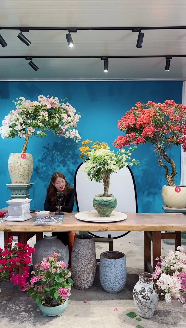 全部花朵绿叶樱花三角梅
