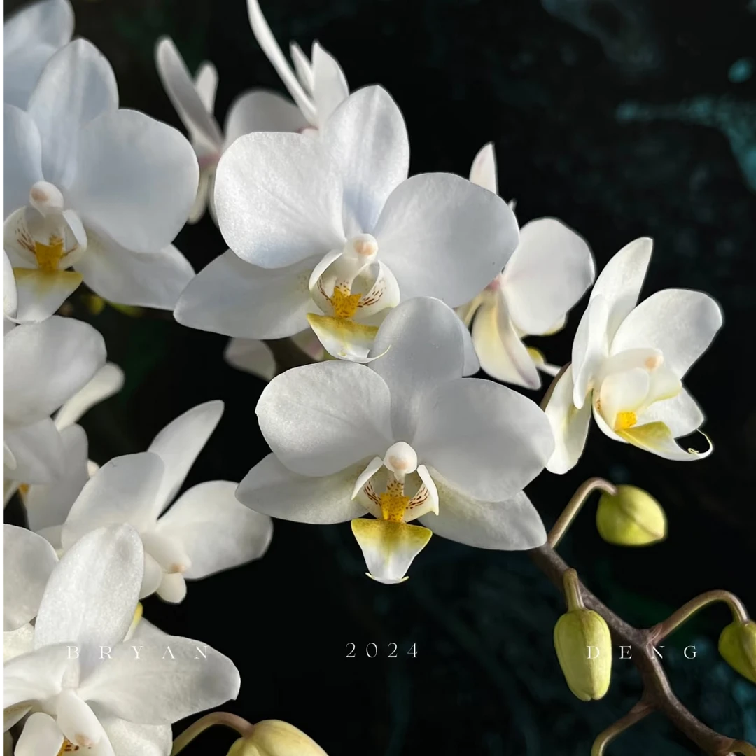 花购蝴蝶兰【棉花糖】苗子3.0寸 根系好