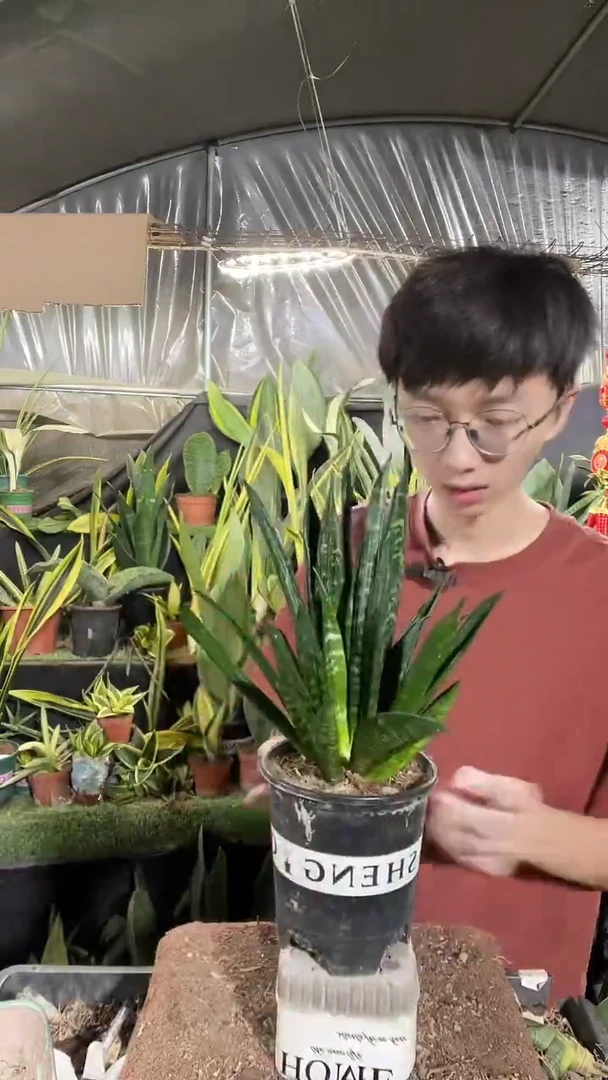 贝壳带盆土13厘米29.9