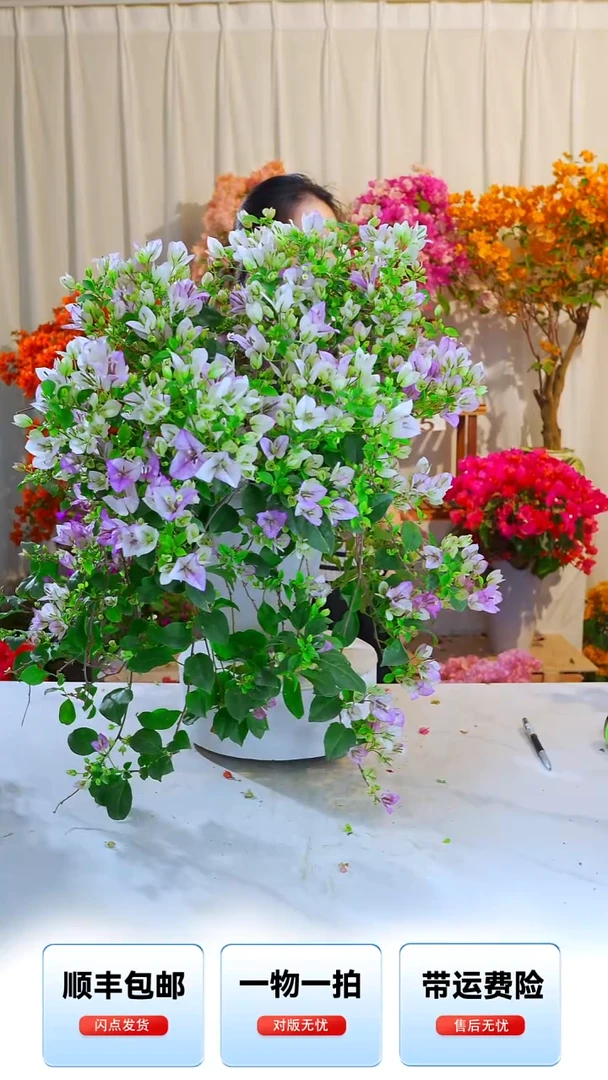 大部分开放少量花苞梦幻雪紫