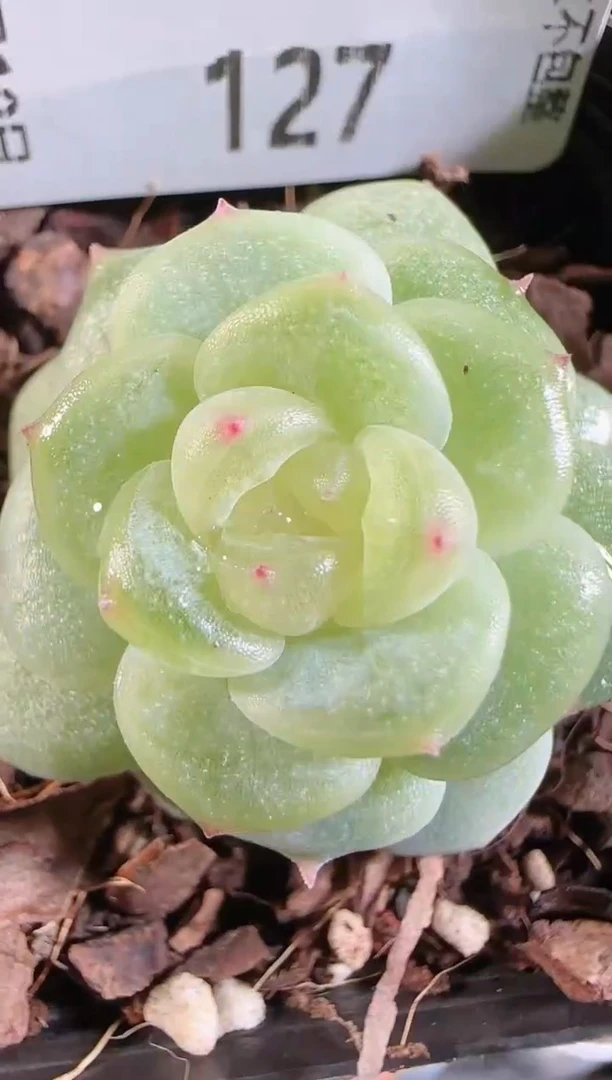 1110-127灵雨不包整