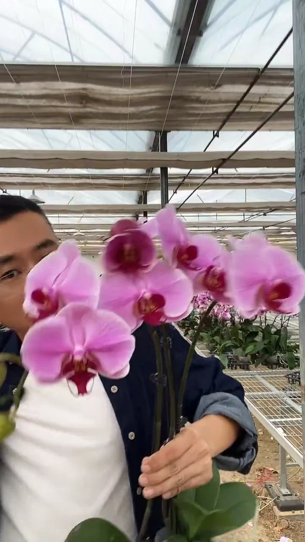 完全开放粉色星河组合