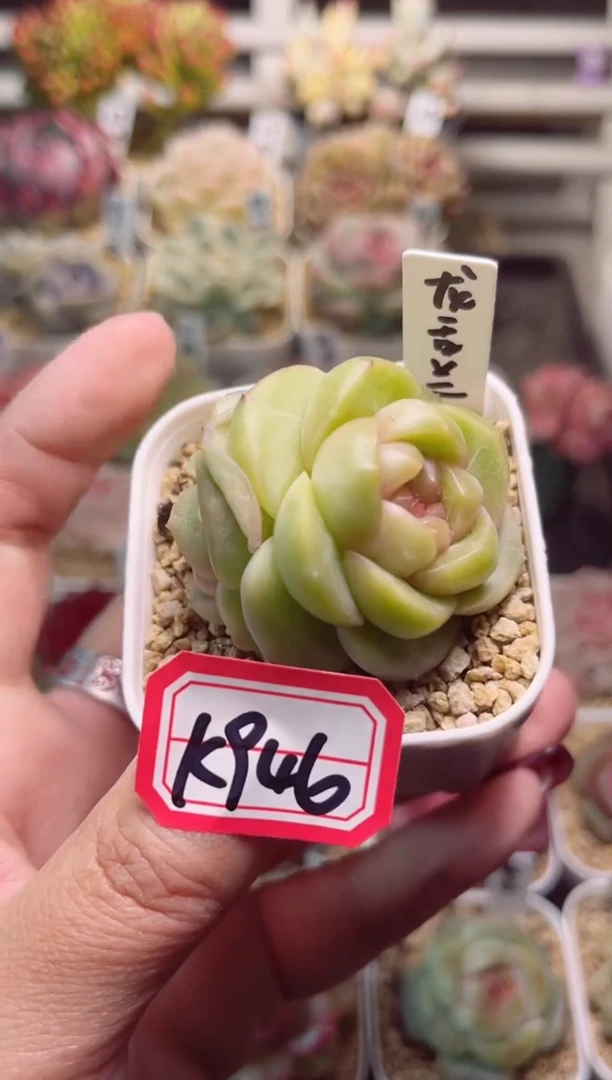 【闪购商品】一物一拍K946龙舌兰