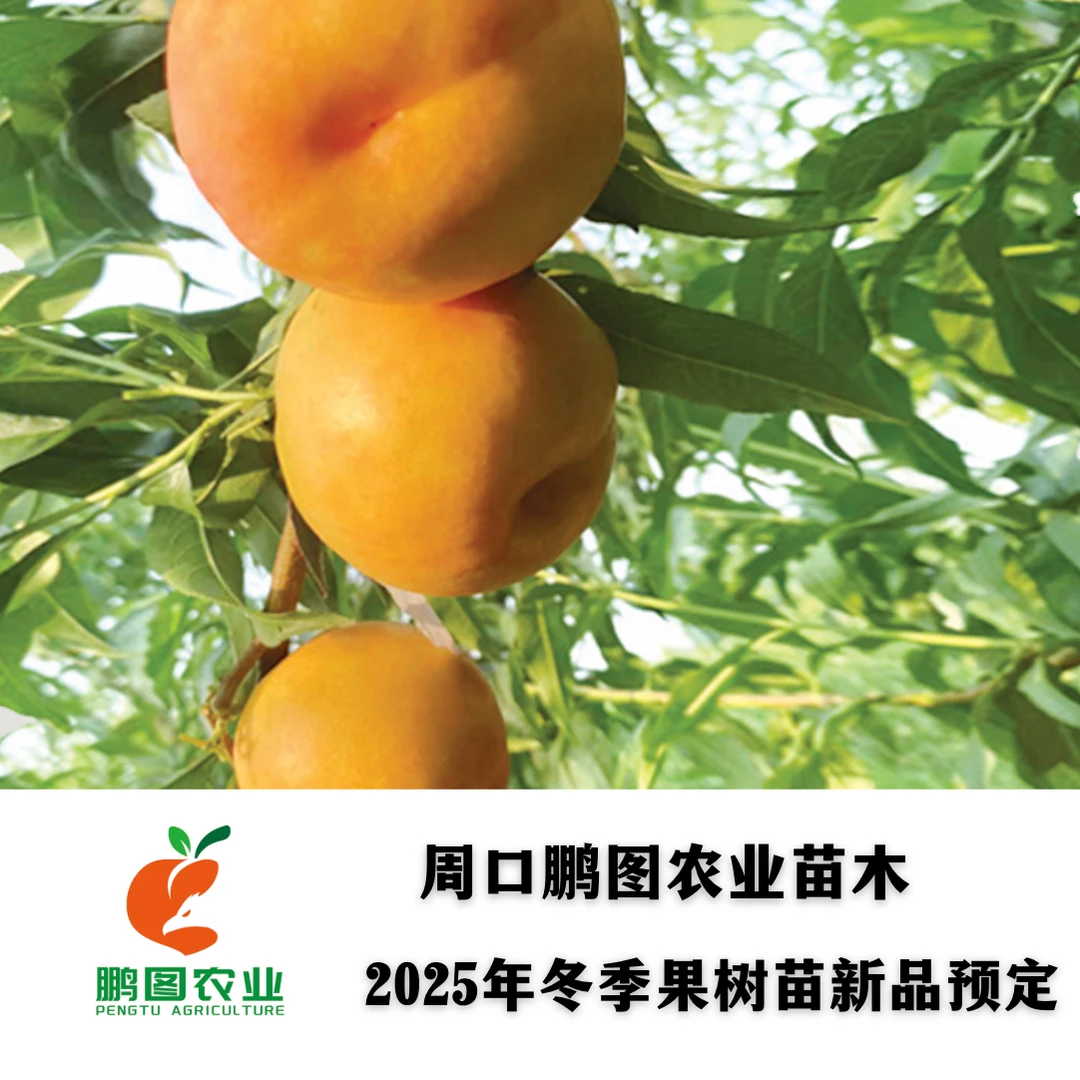 中油金缘 7月下旬超大果型口感酥脆香甜极丰产一年生树苗