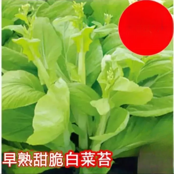 香甜早熟白菜苔种籽白菜心种子脆甜菜苔菜种阳台庭院蔬菜秋季种植