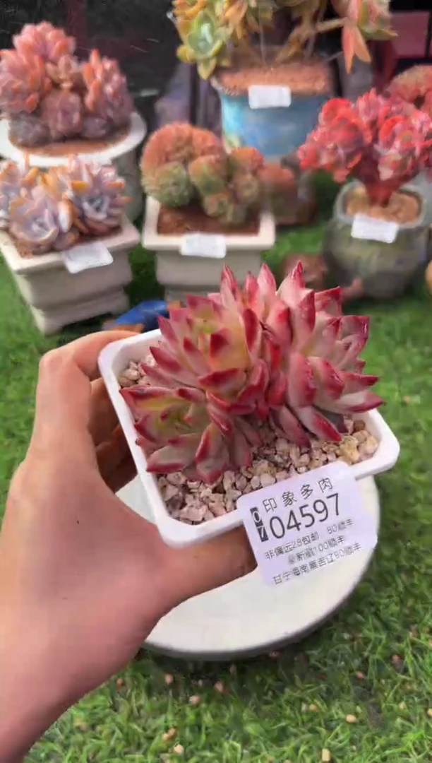 昆明印象多肉04597