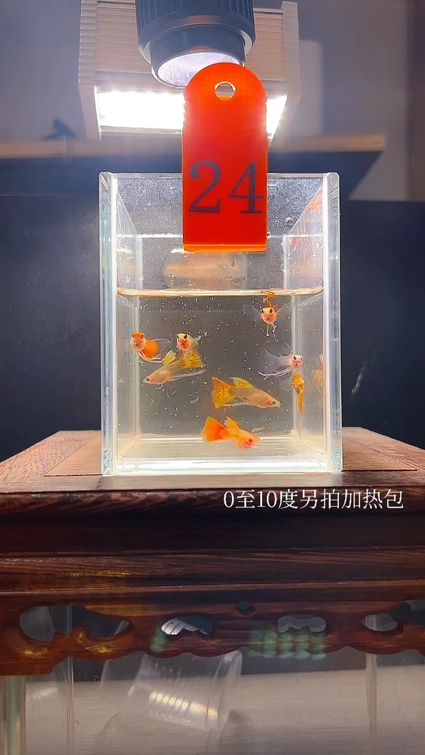 孔雀鱼玻璃猫长公24