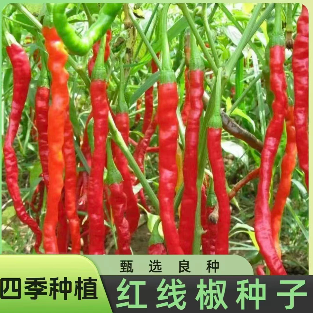 【8898线椒种子】家庭种植耐寒耐热阳台花盆小院种植四季种植