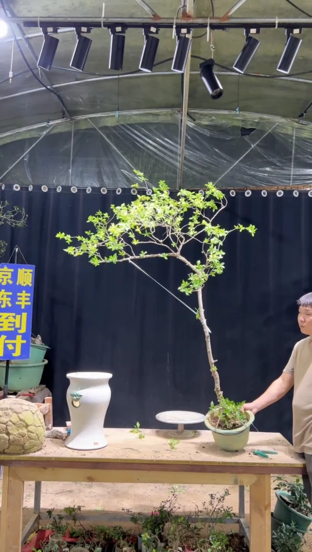 当前无花栽培后可以开花九****，海岛栀子花