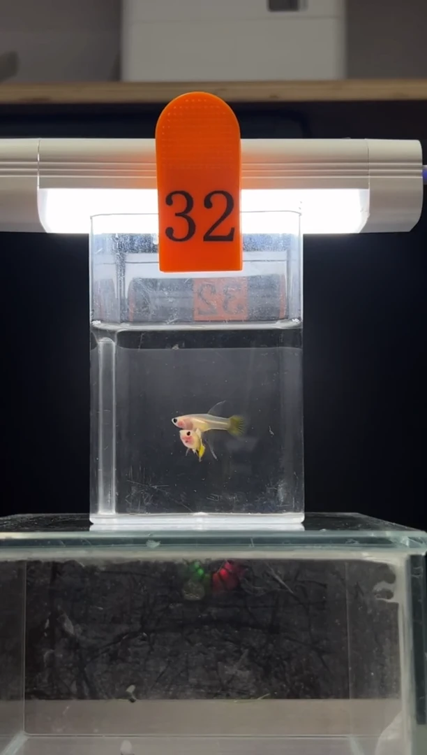 孔雀鱼小蜜蜂C编号32
