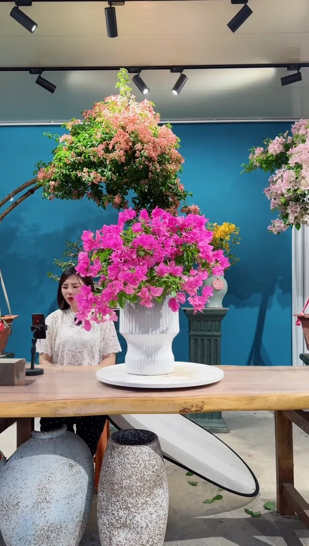 全部花朵洋红公主三角梅
