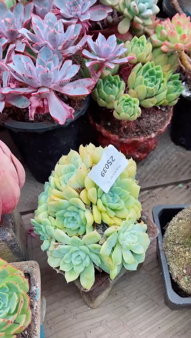 "**C26039多肉植物一物一拍