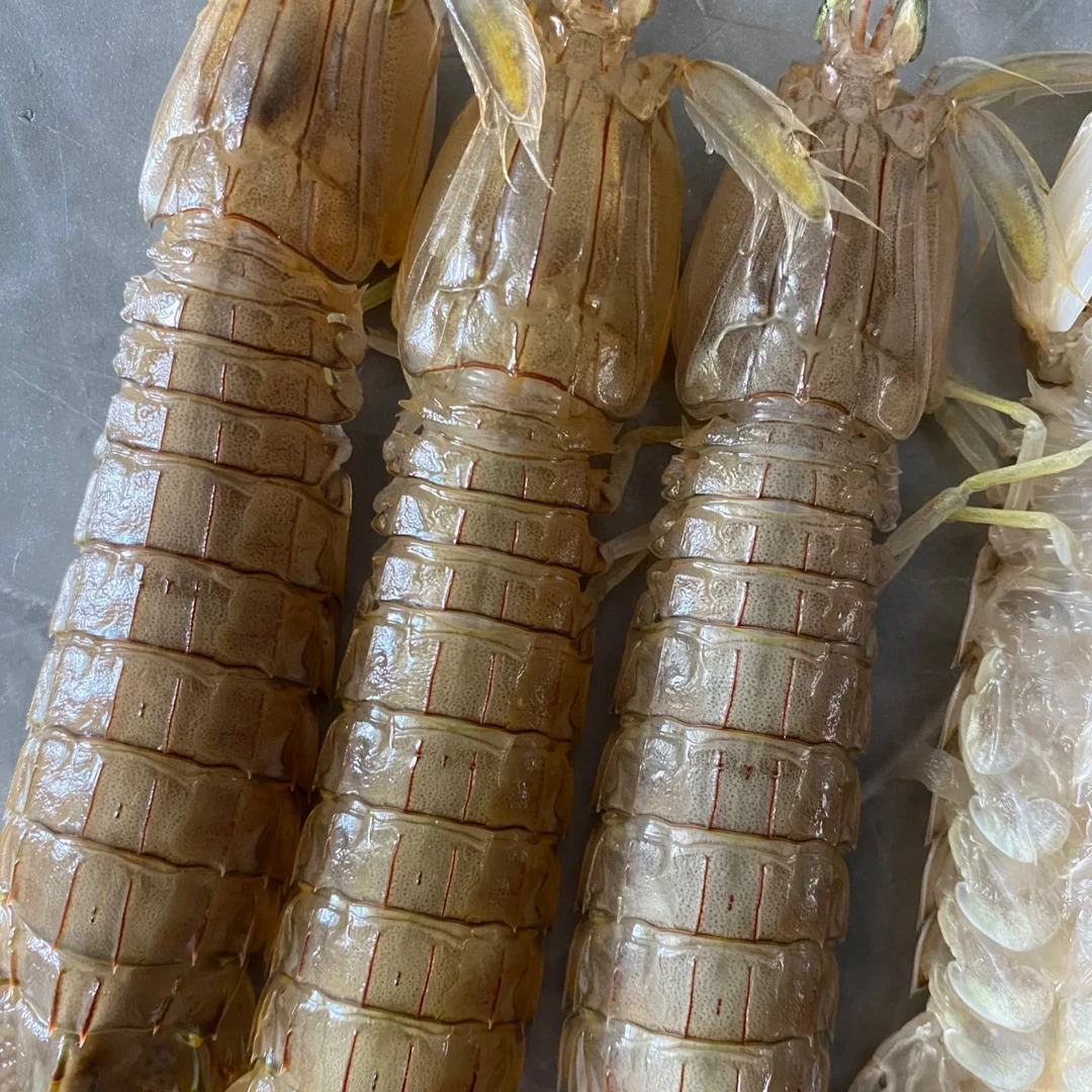 【顺丰包邮】买两斤发3斤熟冻皮皮虾 新鲜虾爬子濑尿虾中大号爬爬虾肉虾婆肉250g(净重) 6盒（3斤）