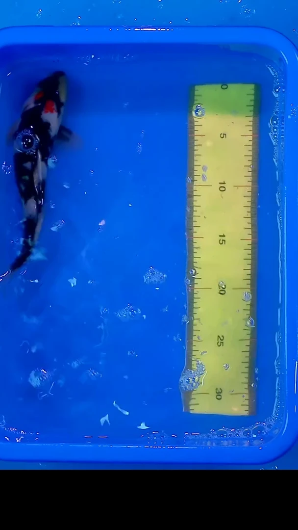 锦鲤12月22日锦鲤34