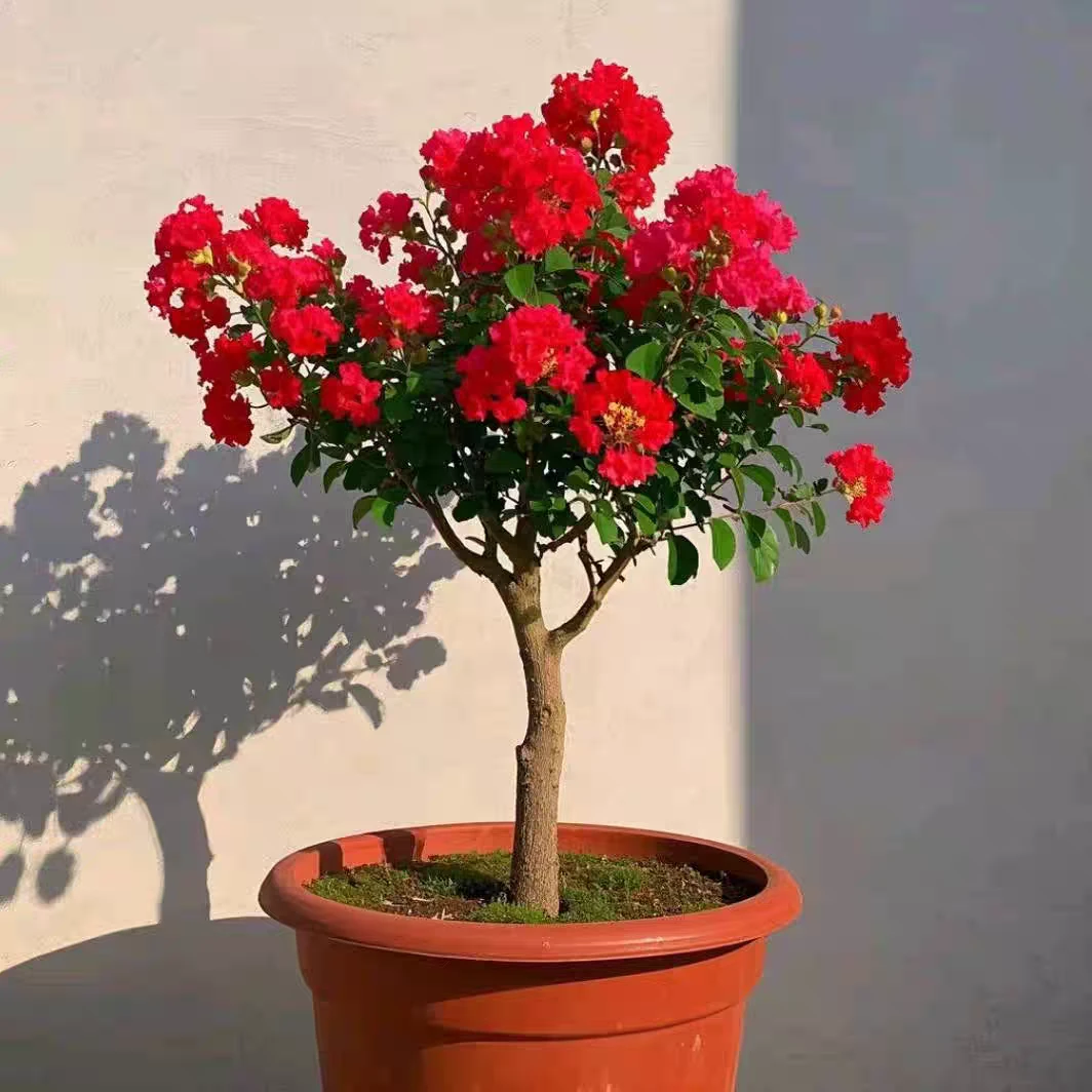 红火箭紫薇花树苗盆栽地栽花卉植物庭院阳台南方北方种植当年开花