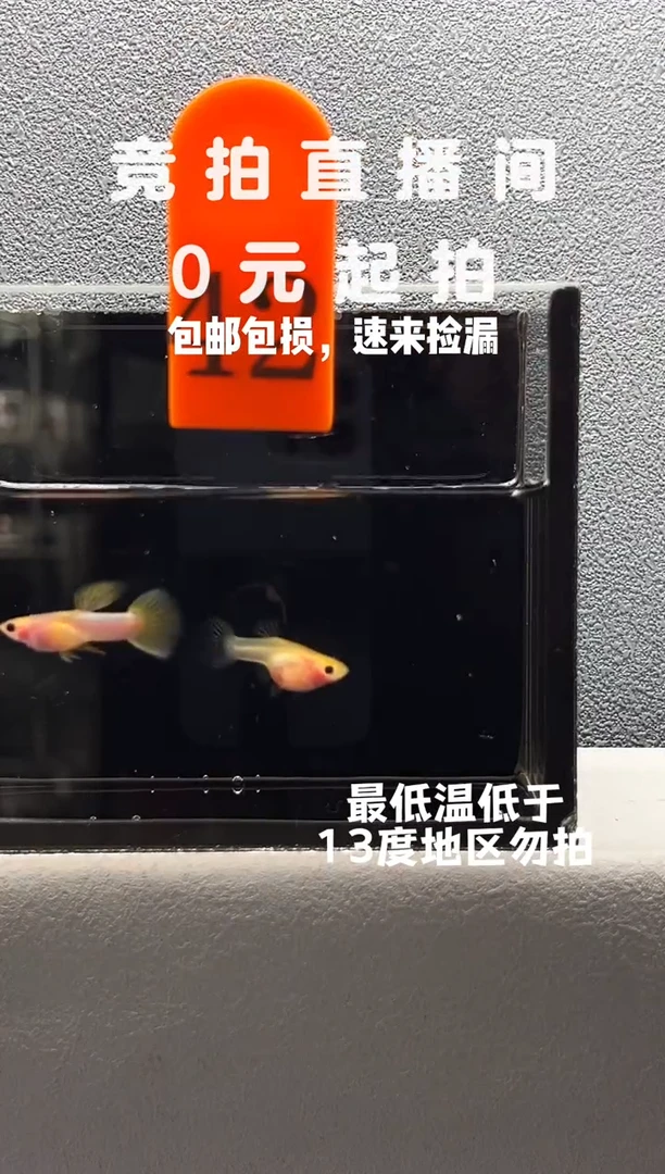 孔雀鱼粉红琉璃带胎玻璃猫编号42
